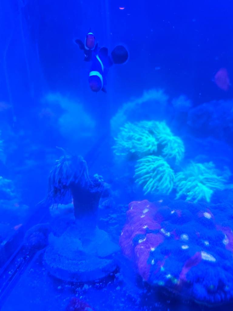 Marine Fish and Live Rock