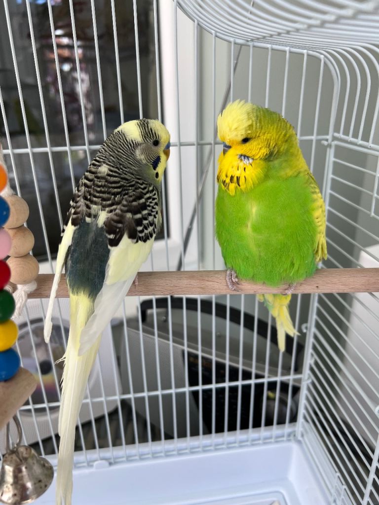 Two male budgerigars one green show bird and his friend 