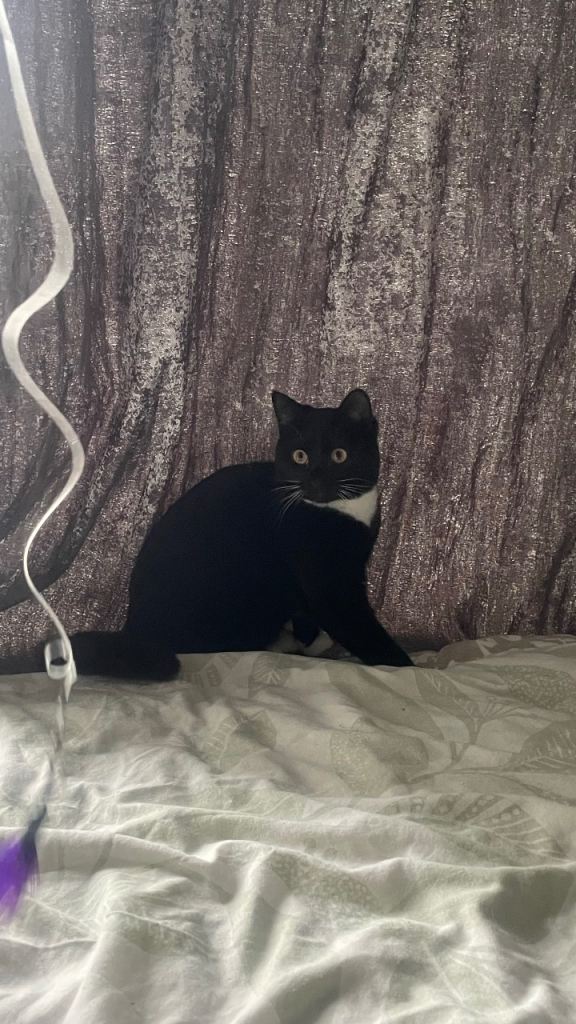 Beautiful cat for sale