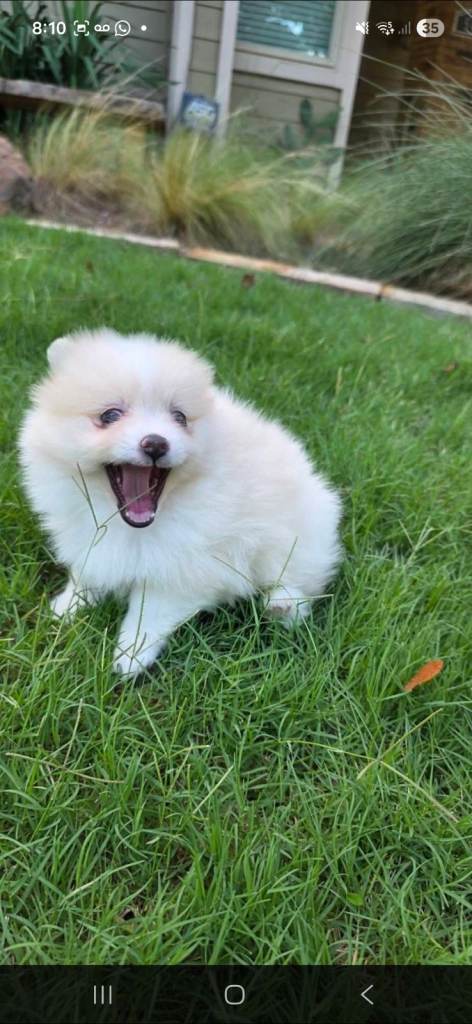 Adorable Pomeranian Puppies Looking for Loving Homes