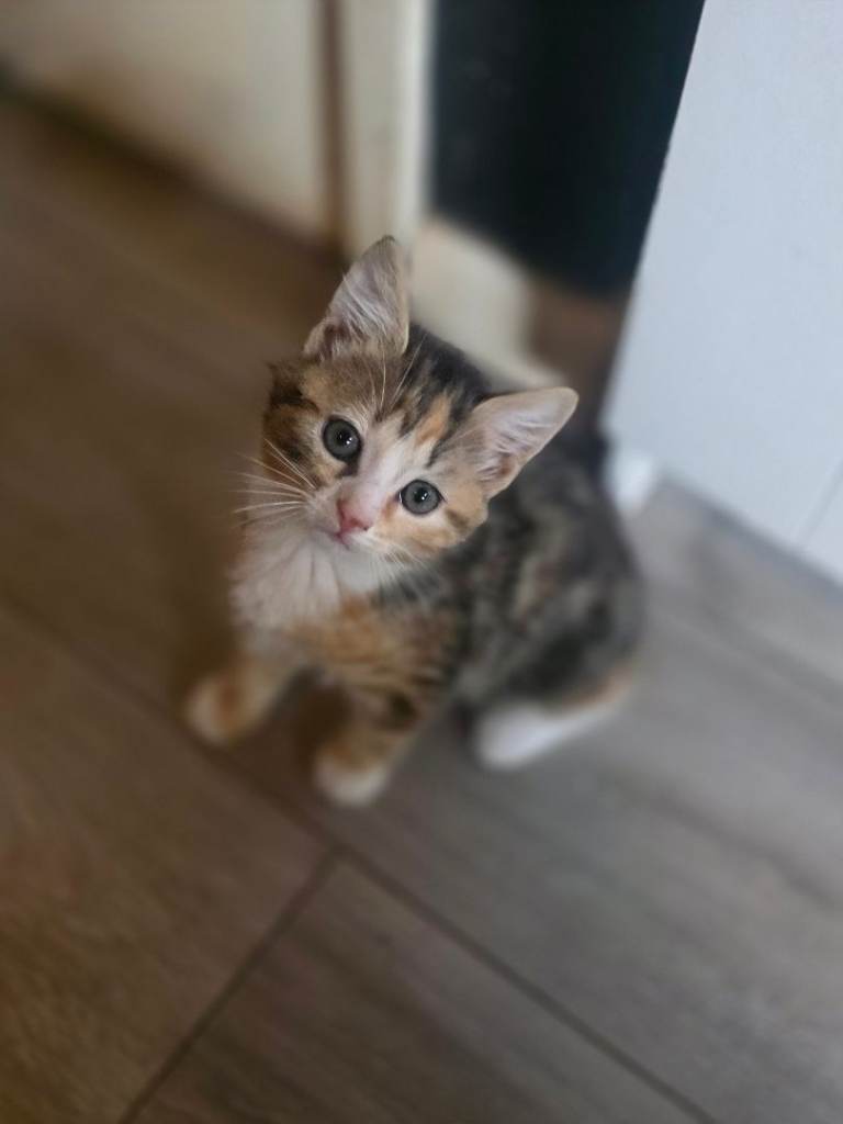Kittens 