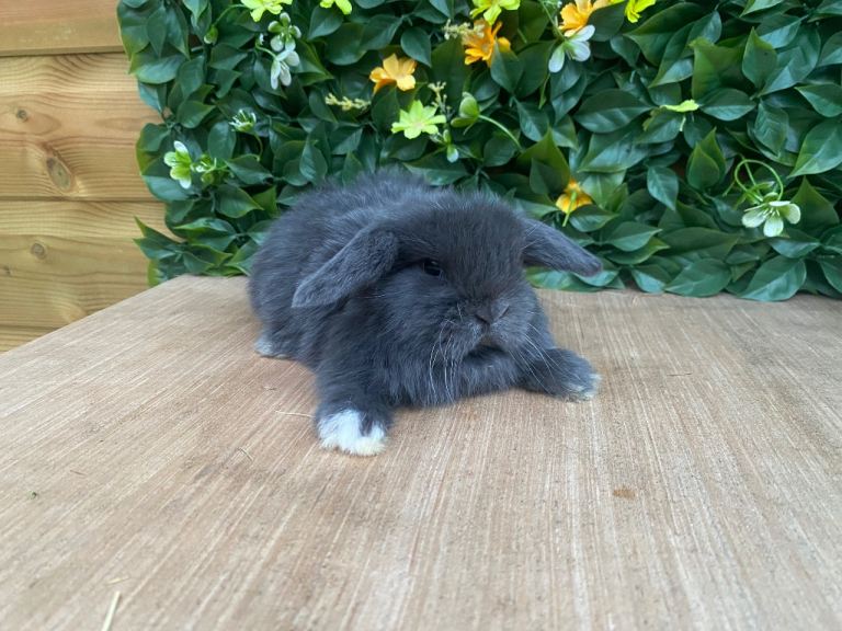 Mini lops ( Est since 2014 ) 