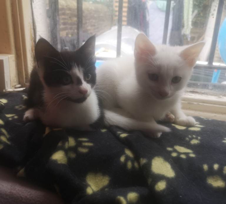 2 kittens