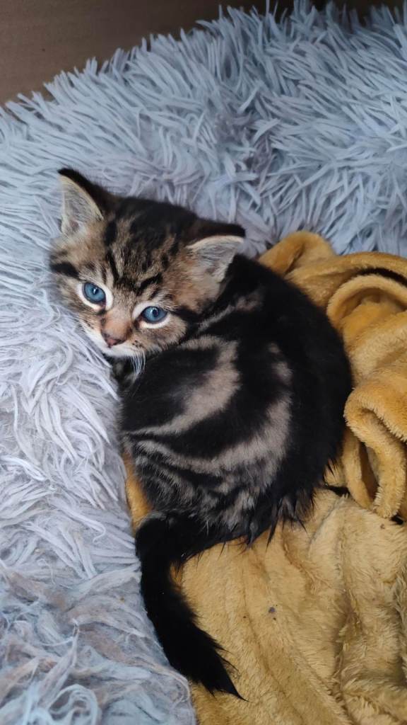 No more kittens available