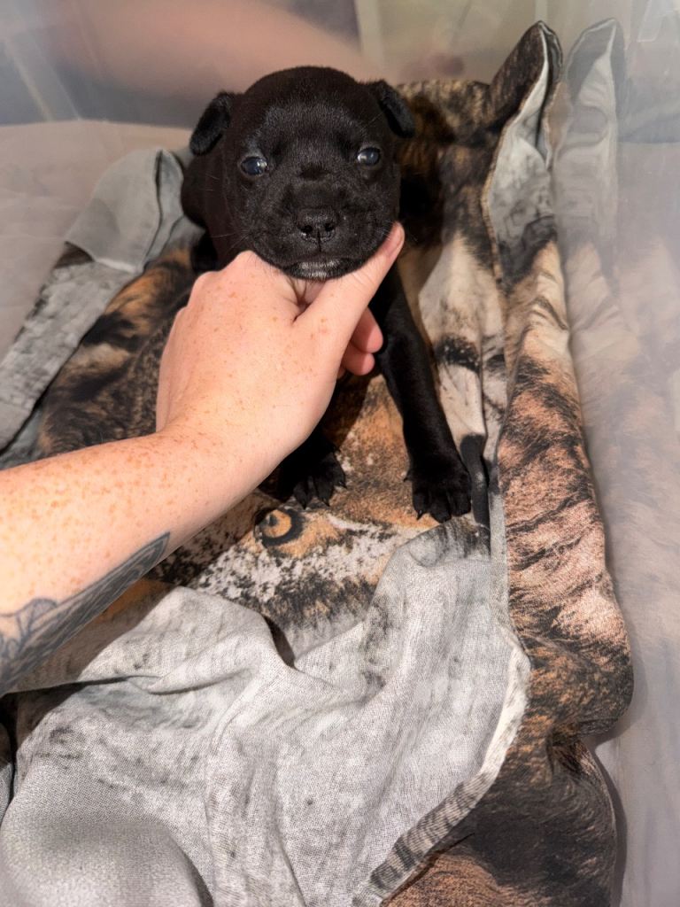 Staffy puppy’s 
