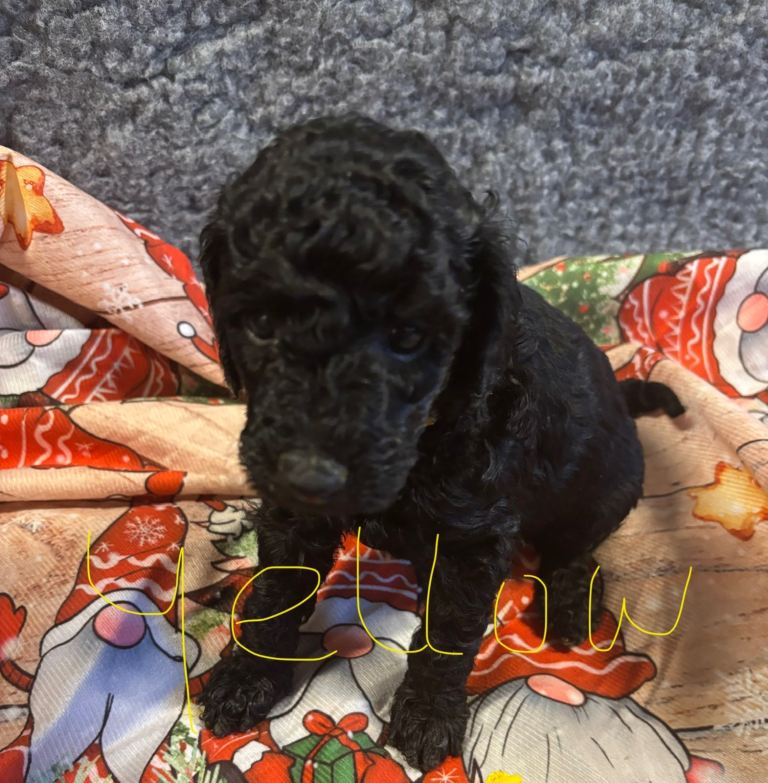 Miniature poodles looking for forever home 