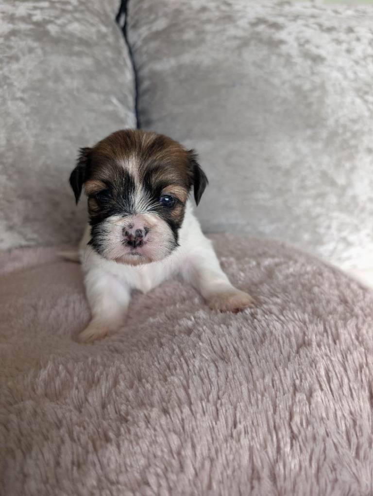 Shih Tzu puppy's! 
