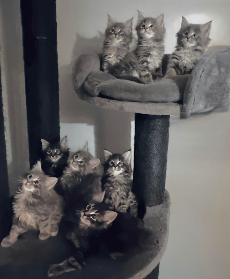 ***MAINE COON KITTENS FOR SALE - ABERDEENSHIRE***