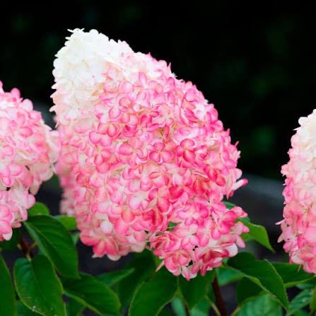 Hydrangea paniculata 'Living Pink & Rose' 