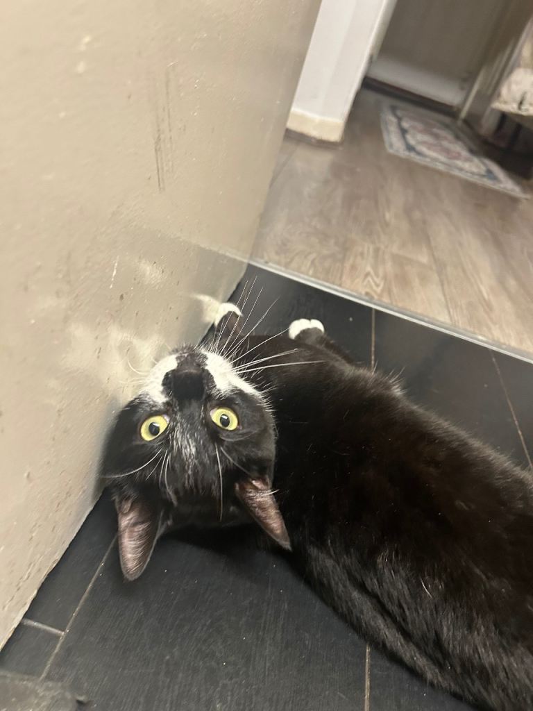 Tuxedo Cat for sale