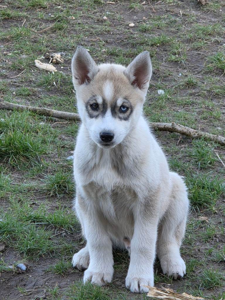 Pedigree Siberian husky pups