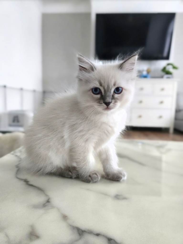 🤍 Pure Ragdoll Blue Point & Lynx Boy & Girl Kittens Ready Now