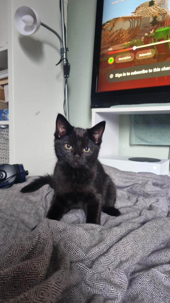 Sweet black female kitten for forever home