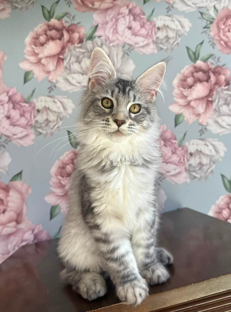 XXL Champion TICA Registered Maine Coon Kittens