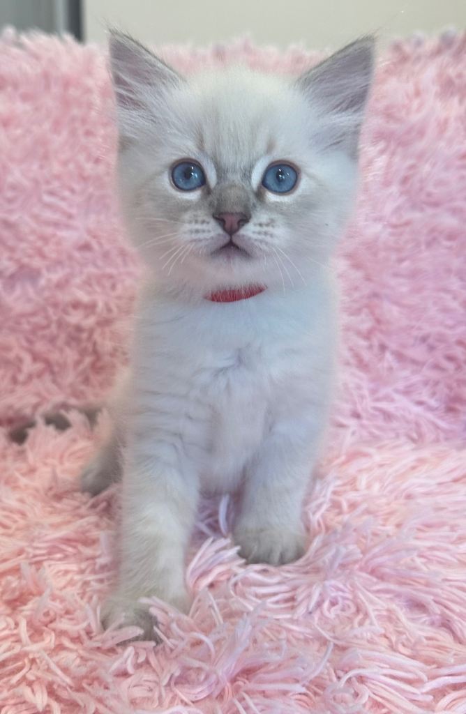 Beautiful ragdoll kittens looking for 5* homes 