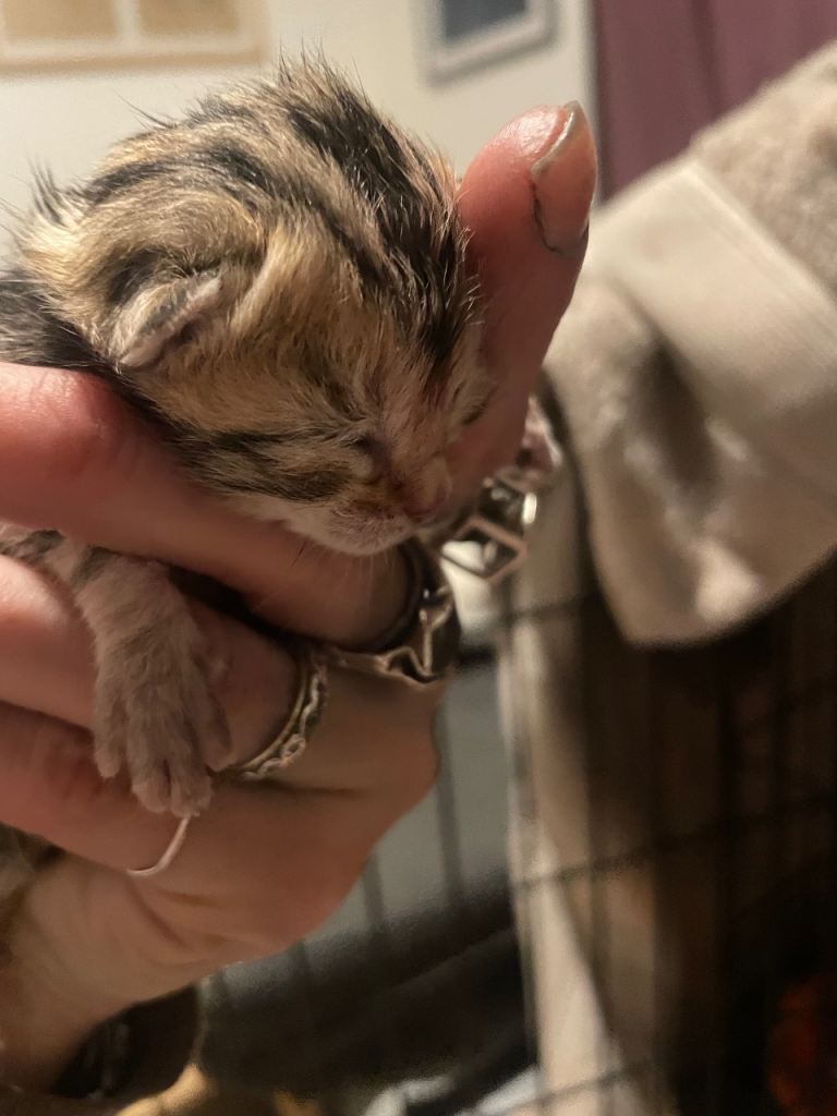 Stunning Bengal kittens