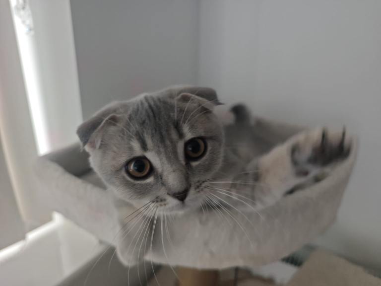 Lovely girl looking for new family 