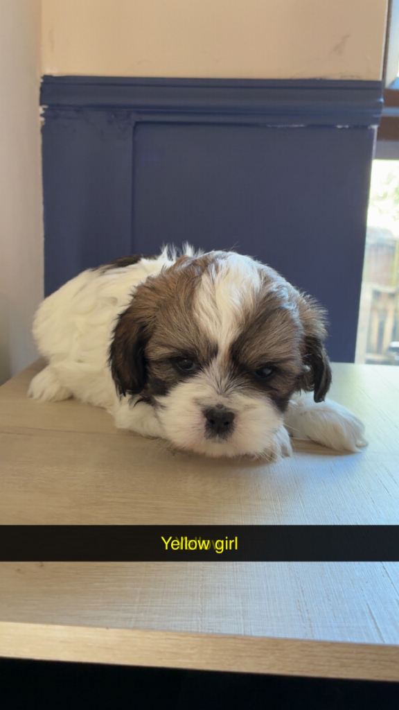 Shihpoo puppies 