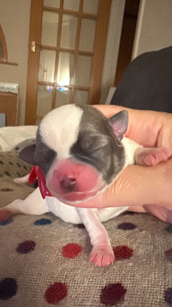 Chihuahua puppies for sale x 2 