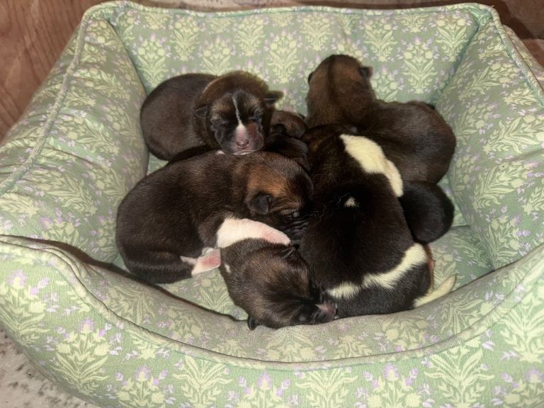 🐾🐶 Stunning Kc reg akita puppies for sale 🐶🐾