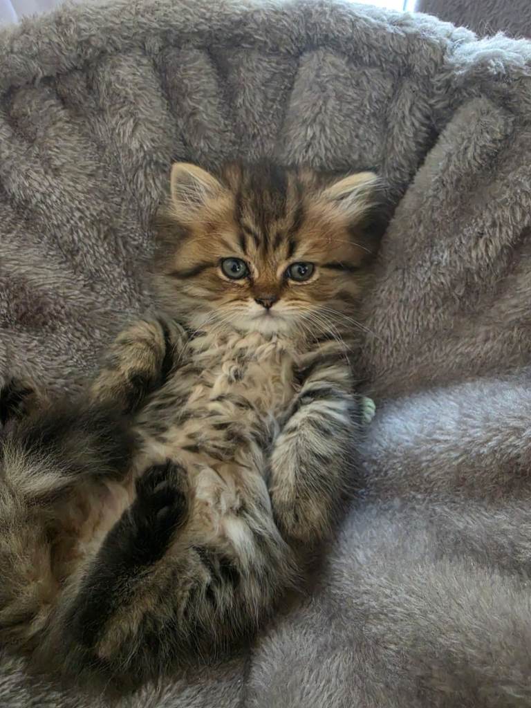 Kitten