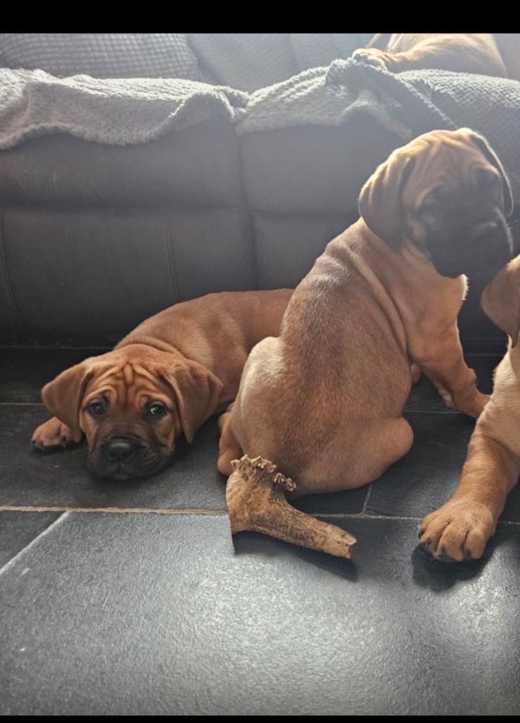 Dogue x mastiff 