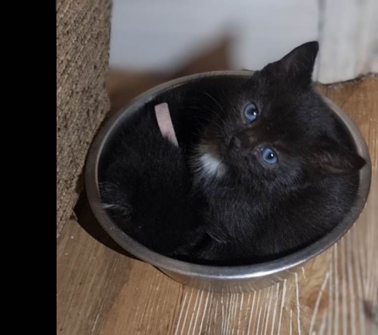 Beautiful friendly playful kittens ready now.