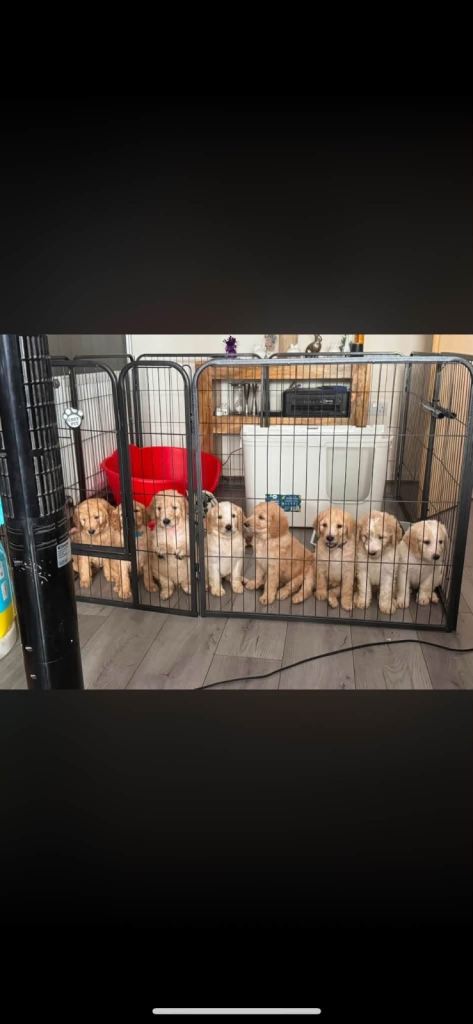 Golden doodle puppies 