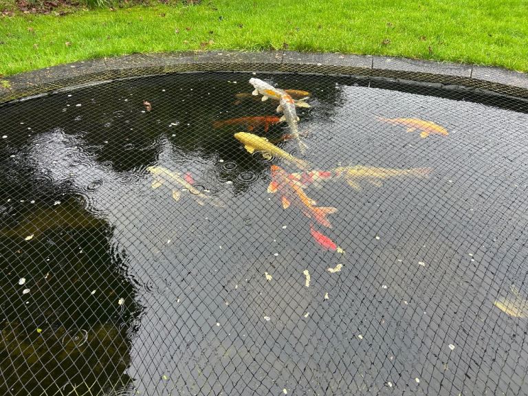 Koi for sale various sizes