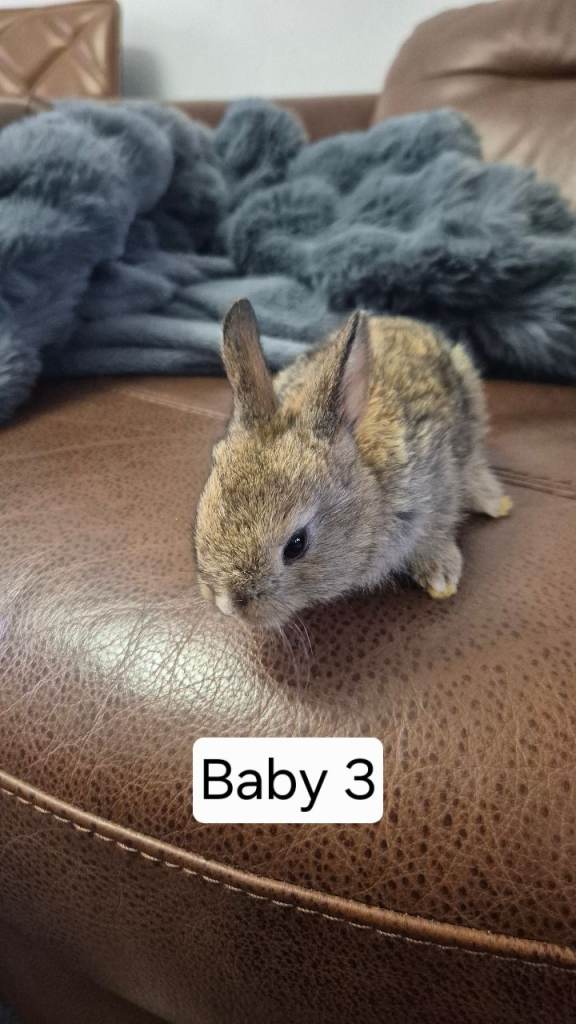 Cute bunnies mixed breed.