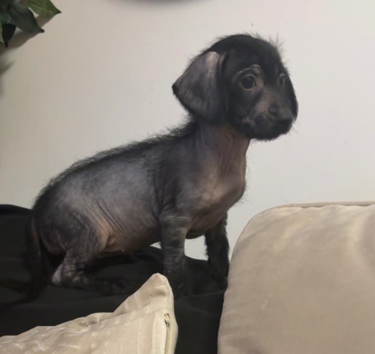 1 girl and 1 boy. Miniature dachshund x Chinese crested 