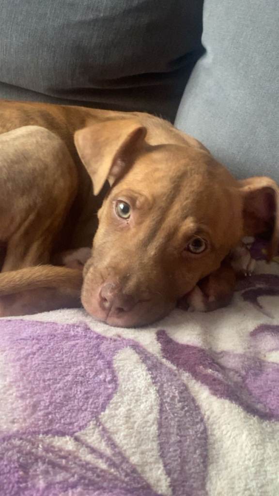 1 gorgeous puppys for sale 🥰