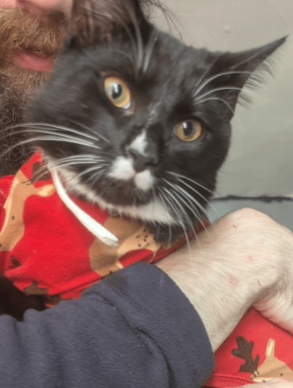 10month old kitten looking for his forever home