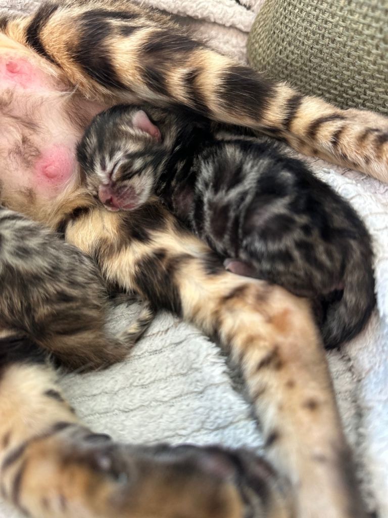 🐾 Pure-Bred Bengal kitten. Only 1 available now! 