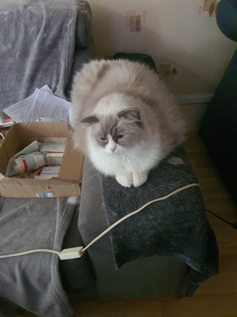 2 yo Ragdoll for sale