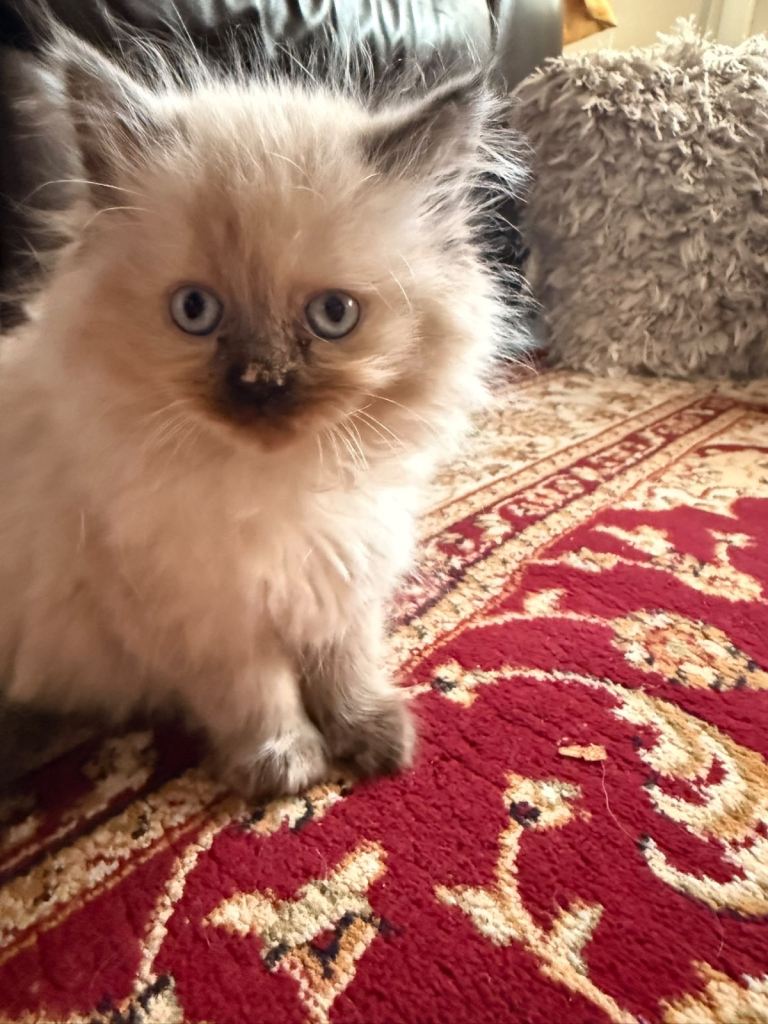 Persian x ragdoll kittens 