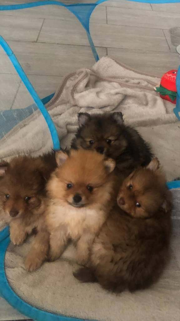 Pomeranian puppies