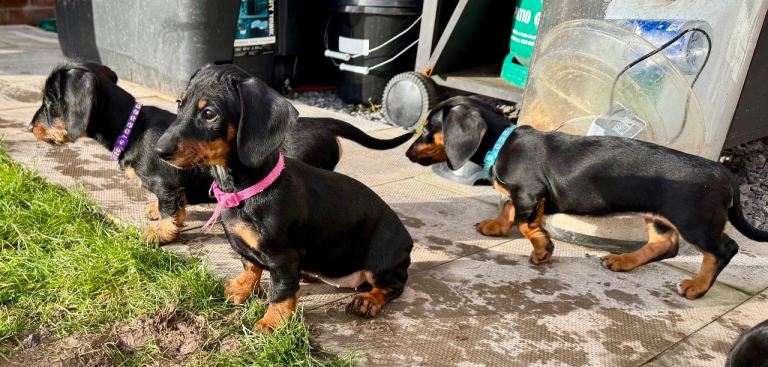 Dachshund puppies, wire-haired and smooth 