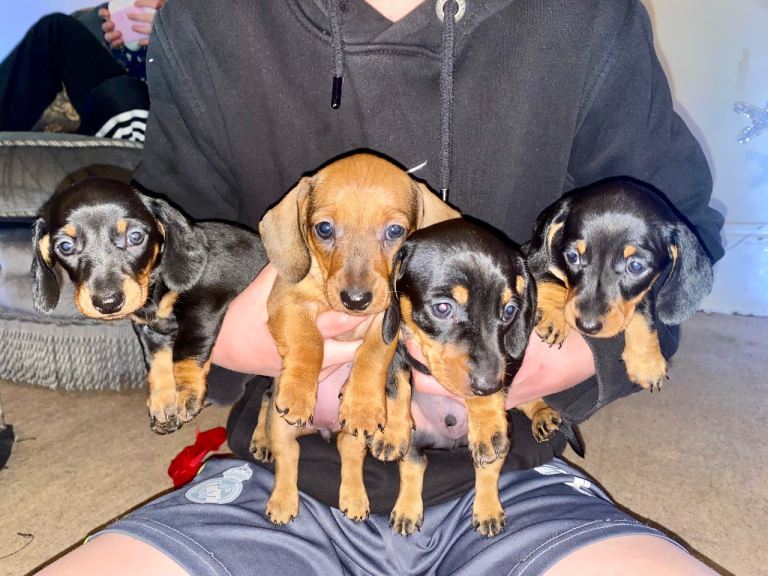 Miniature dachshund puppies 