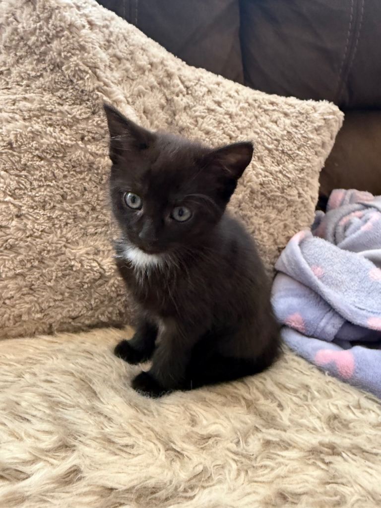 LAST ONE - Fluffy Long Haired Female Kitten