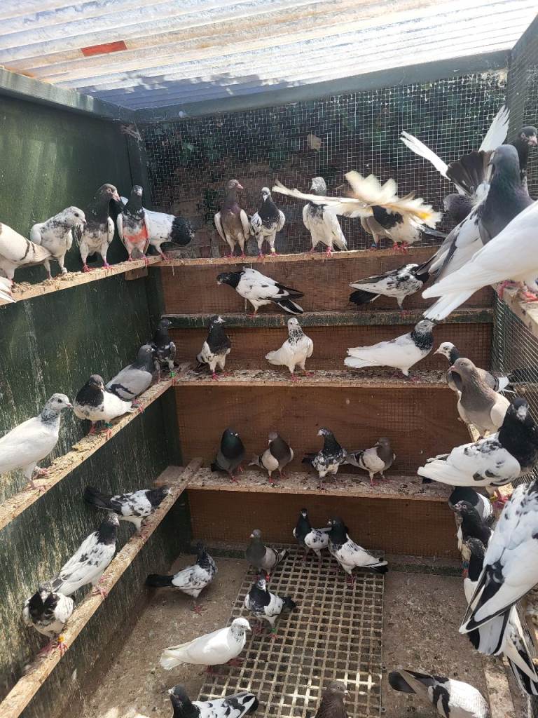 Pakistani high flyer for sell
