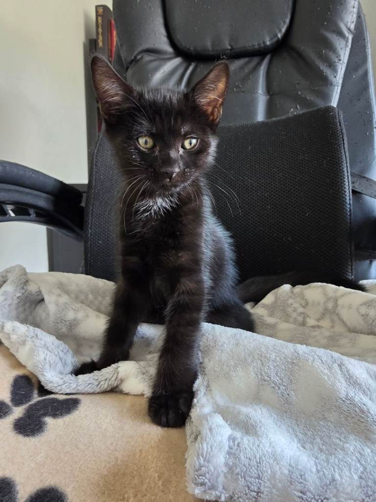 Kittens Bengal X