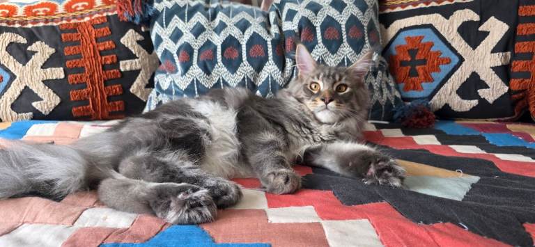 Maine coon kitten for sale