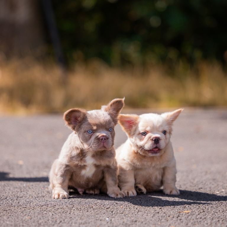 Visual Fluffy Frenchie / French bulldogs HIGH QUALITY