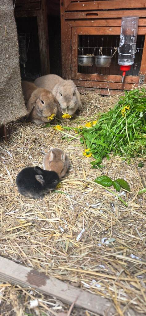 Adorable Hand-Reared Rabbit Kits – Netherland Dwarf × Holland Lop Cross