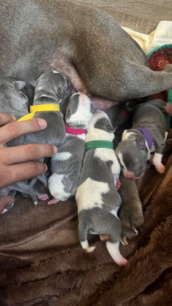 Blue staffy pups