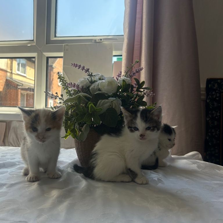 4 beautiful kittens ready to leave 