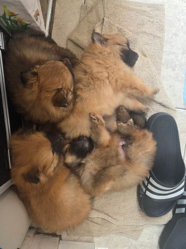 4 Gorgeous Pomeranian Puppies For Sale