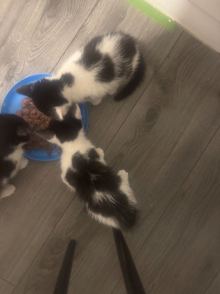 Girl Kittens for sale
