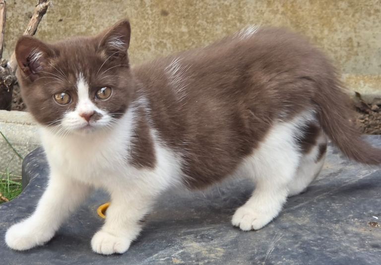 Beautiful British Shorthair Kittens- Loving Homes wanted